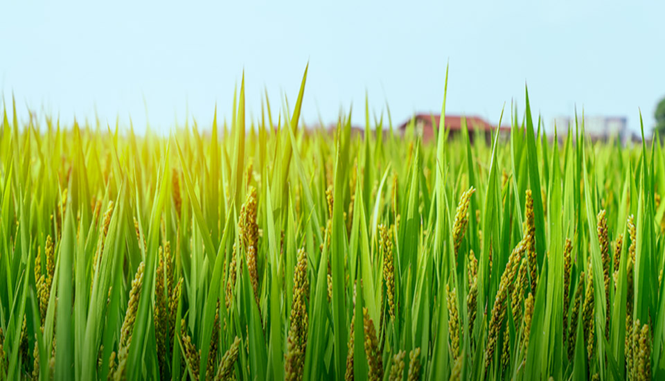 稻田的背景